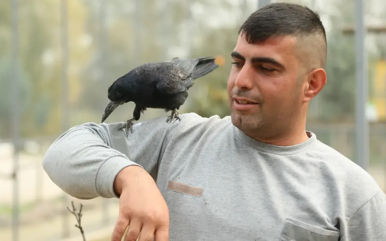 Aa 20251116 39721167 39721157 Sakaryadaki Tabiat Parkinda Iyilesen Karga Insanlara Yakinligiyla Dikkati Cekiyor