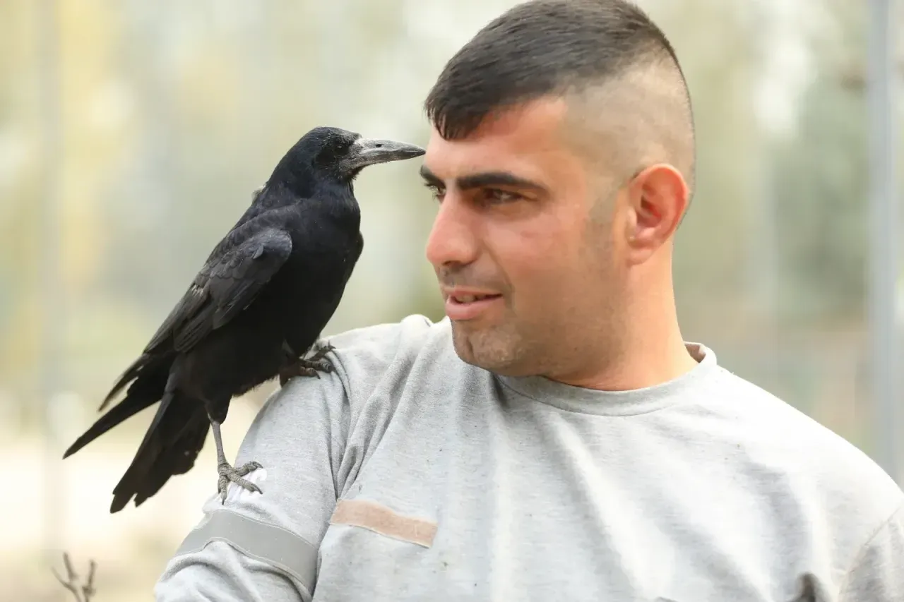 Aa 20251116 39721167 39721158 Sakaryadaki Tabiat Parkinda Iyilesen Karga Insanlara Yakinligiyla Dikkati Cekiyor