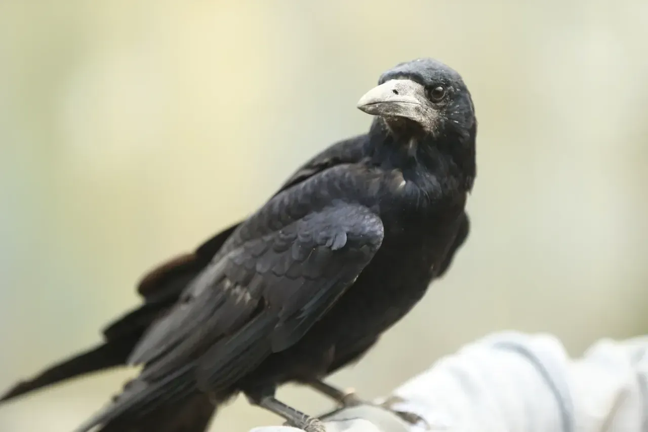 Aa 20251116 39721167 39721159 Sakaryadaki Tabiat Parkinda Iyilesen Karga Insanlara Yakinligiyla Dikkati Cekiyor