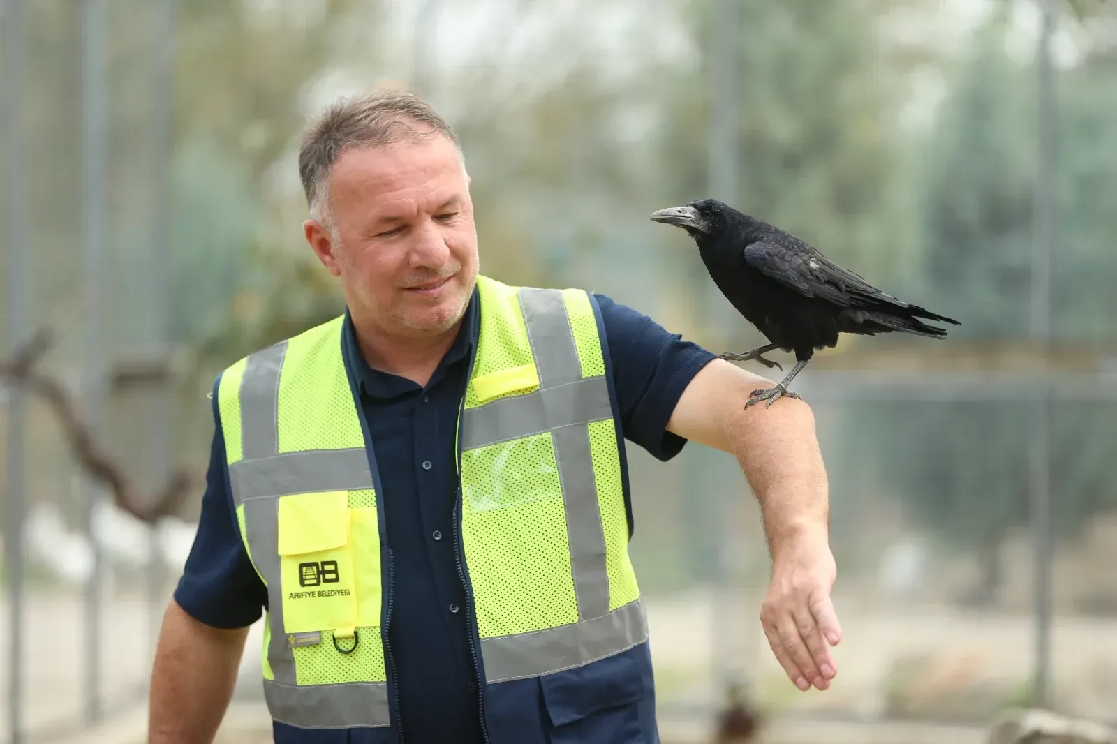 Aa 20251116 39721167 39721164 Sakaryadaki Tabiat Parkinda Iyilesen Karga Insanlara Yakinligiyla Dikkati Cekiyor