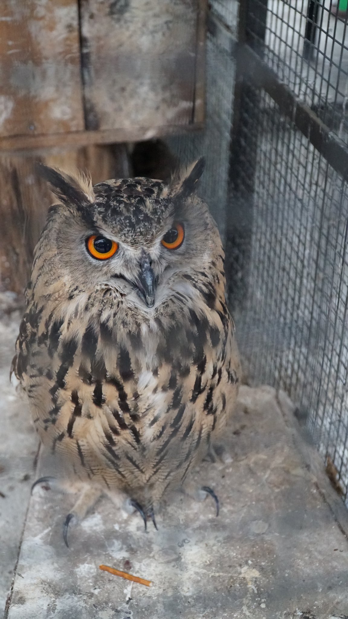 G5 G Fs Q D W8 A Egzt