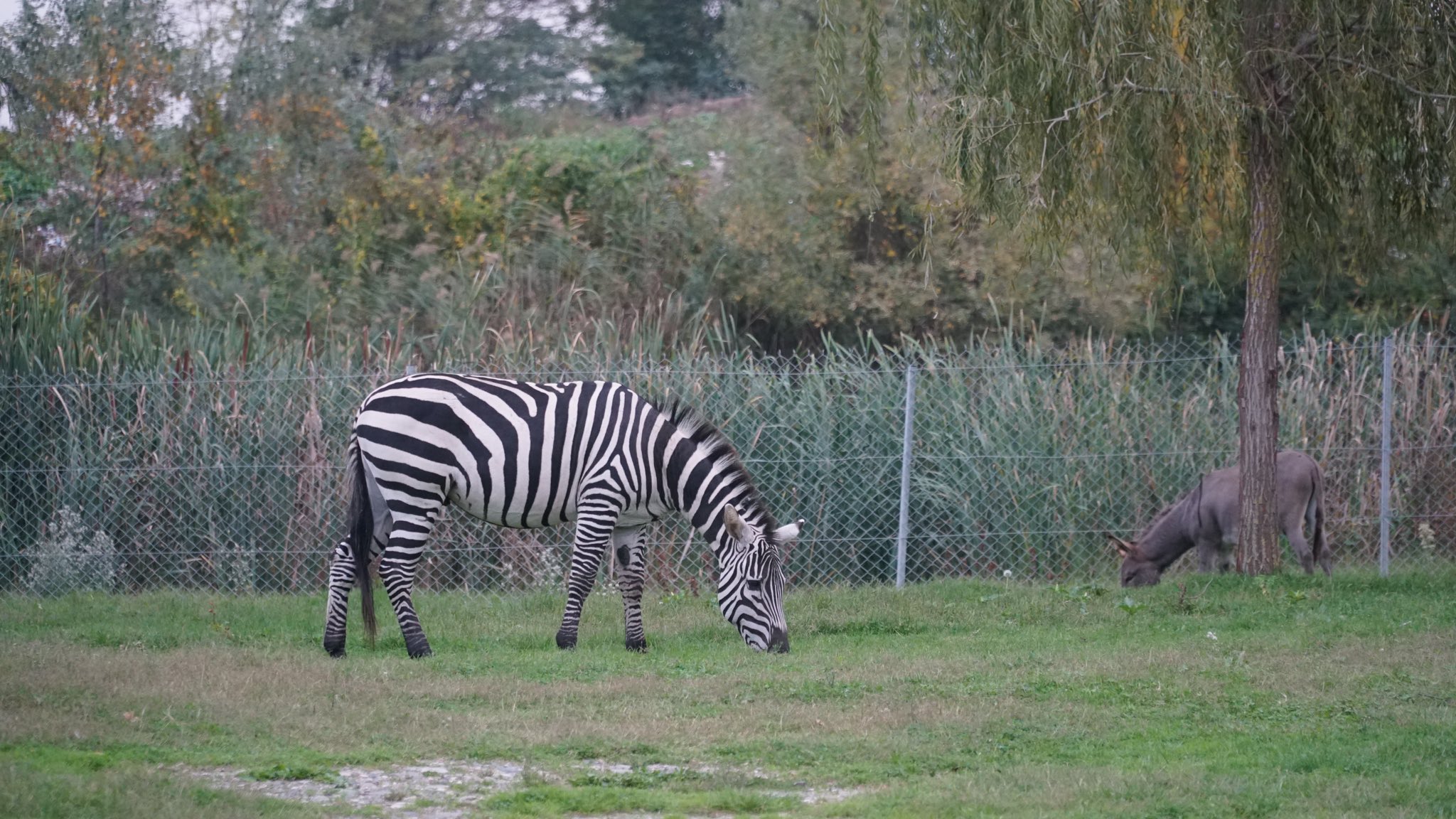 G5 G Fs Q D Wg A A Wd S F