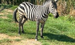 GÖLYA’NIN YENİ MİSAFİRİ: ZEBRA!