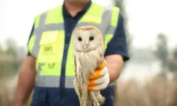 Ağaçtaki olta misinasına peçeli baykuş takıldı