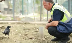 Doğaya salındı ama mekanı terk etmedi... Akıllı karganın ekmek elden, su gölden hayatı...