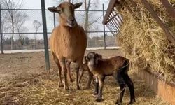 Arifiye Gölya Park’ta kuzu bereketi! Sayıları 6 oldu