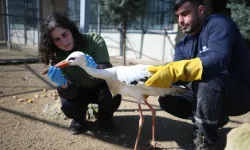 Yaralı yaban hayvanları Gölya Tabiat Parkı'nda sağlığına kavuşuyor