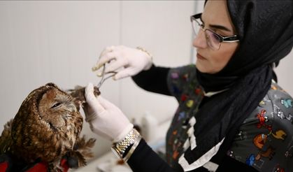 Gölya tabiat parkında görevli veterinerler yaralı yaban hayvanlarını hayata bağlıyor