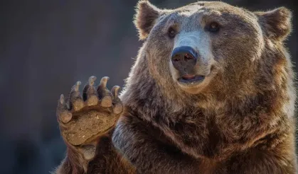 Hendek’te fındık toplayan vatandaşa ayı saldırdı!