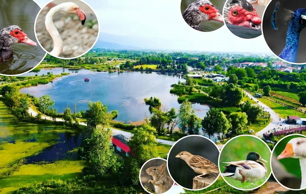 Fotoğrafçıların Objektiflerine Yansıyan Gölya’daki Hayvanlar