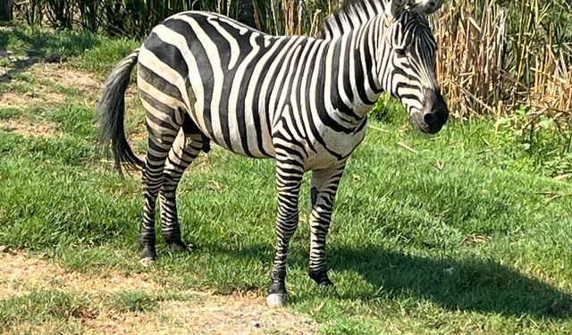 GÖLYA’NIN YENİ MİSAFİRİ: ZEBRA!