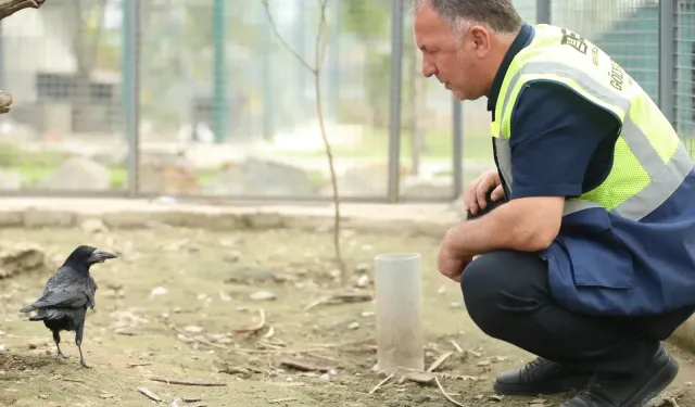Doğaya salındı ama mekanı terk etmedi... Akıllı karganın ekmek elden, su gölden hayatı...