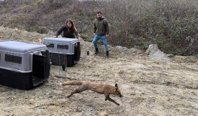 Gölya’da Tedavi edilen Yaban Hayvanları Doğal Yaşam Alanlarına Salındı