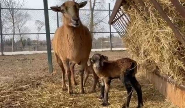 Arifiye Gölya Park’ta kuzu bereketi! Sayıları 6 oldu