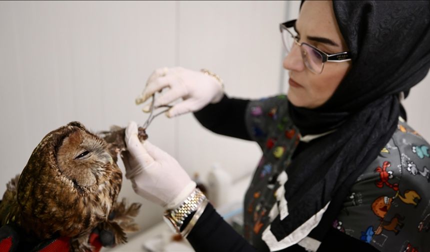 Gölya tabiat parkında görevli veterinerler yaralı yaban hayvanlarını hayata bağlıyor