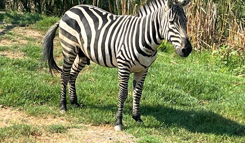 GÖLYA’NIN YENİ MİSAFİRİ: ZEBRA!