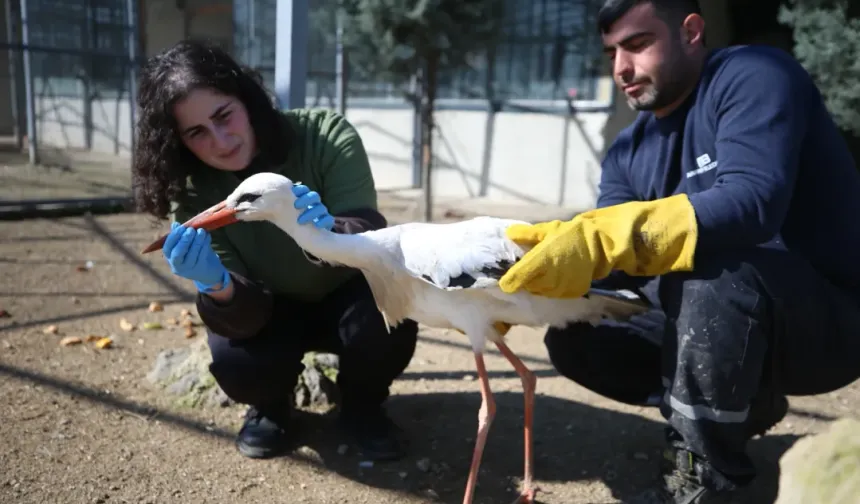 Yaralı yaban hayvanları Gölya Tabiat Parkı'nda sağlığına kavuşuyor