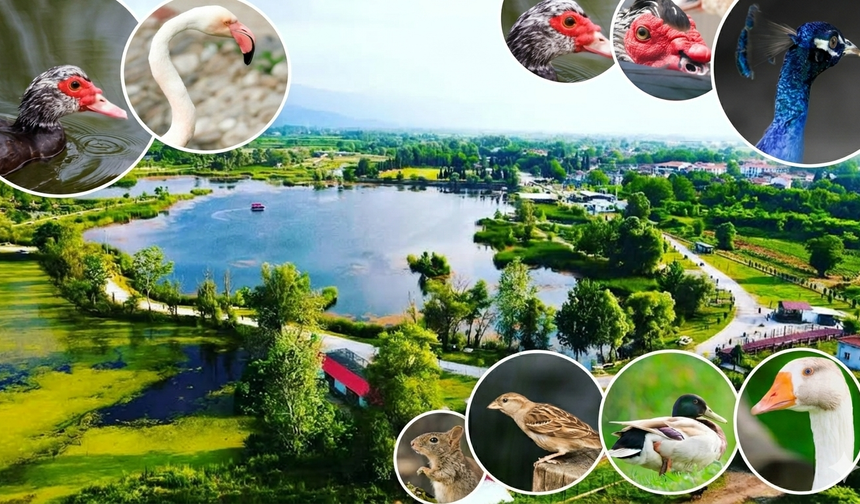 Fotoğrafçıların Objektiflerine Yansıyan Gölya’daki Hayvanlar